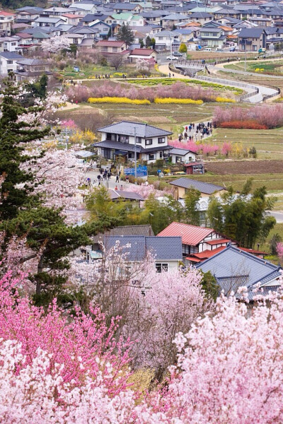 Cherry Blossom in Fukushima 日本福岛县的樱花