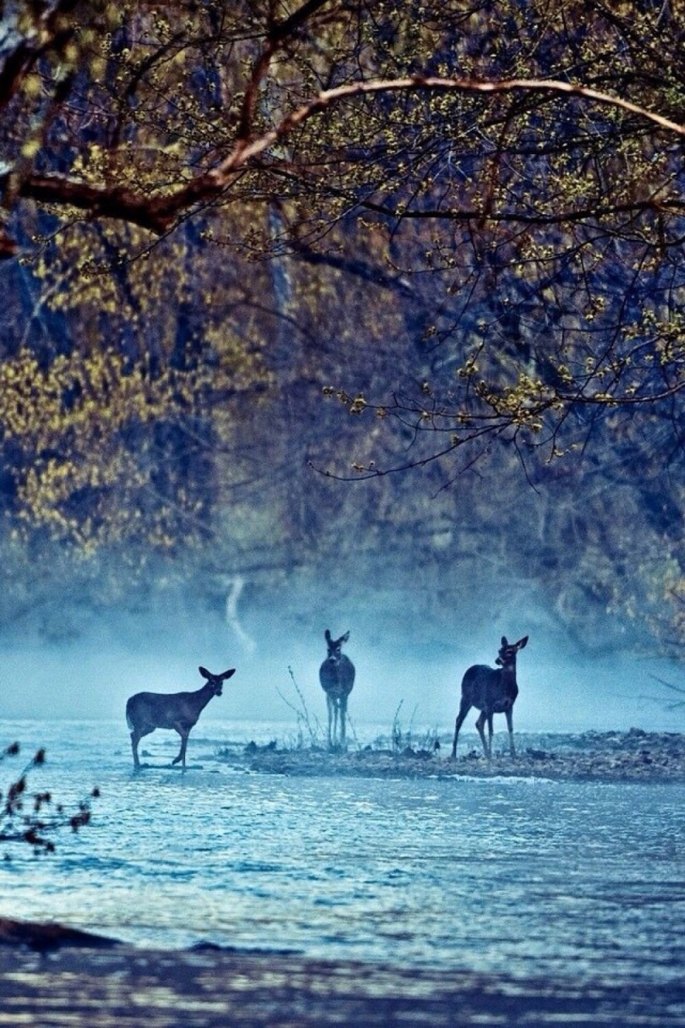 Deer in the Forest 林中鹿
