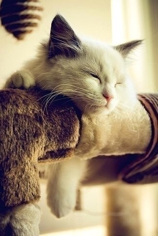 15.02.22 每次和我妈讲话觉得特别的烦心～每次都不欢而散，烦烦烦烦～记忆中我们就从来没有过愉快的合拍的思想～我知道她是在为我好，什么都有，只要感觉对了就可以～但我真的不知道现在贪心的我究竟想要什么，更无法预料未来我会不会后悔～可不可以不要这么烦心，如果注定孤寡淡薄，那就请赐我一个与世隔绝的角落～眼浅，眼泪又在打滚～就是不争气～