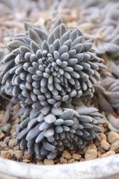 爱多肉❤，爱生活❤