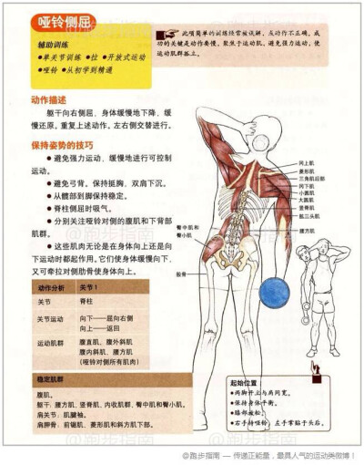 【哑铃侧屈】此项简单的训练经常被误解，或动作不正确。成功的关键是动作要慢，聚焦于运动肌，避免强力运动，使运动肌群孤立