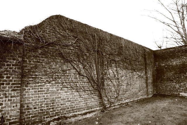 wall with tree