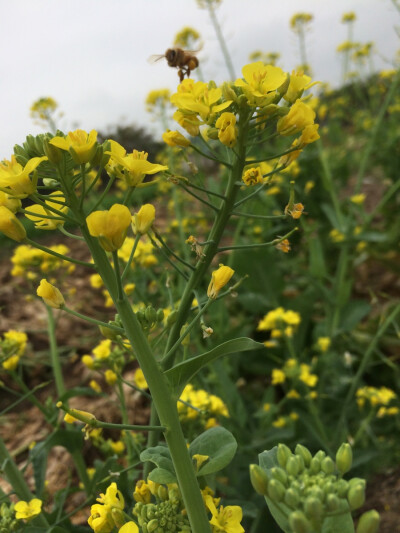 蜜蜂嘻戏菜花