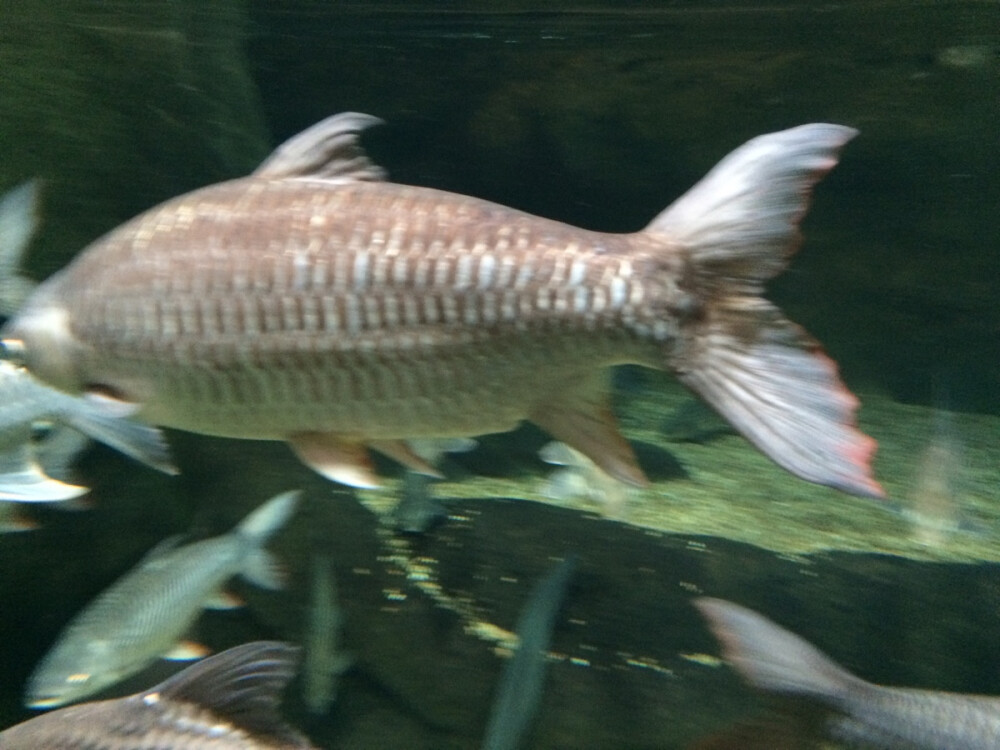 淡水鱼水族馆（日本）