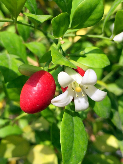 九里香，红果白花