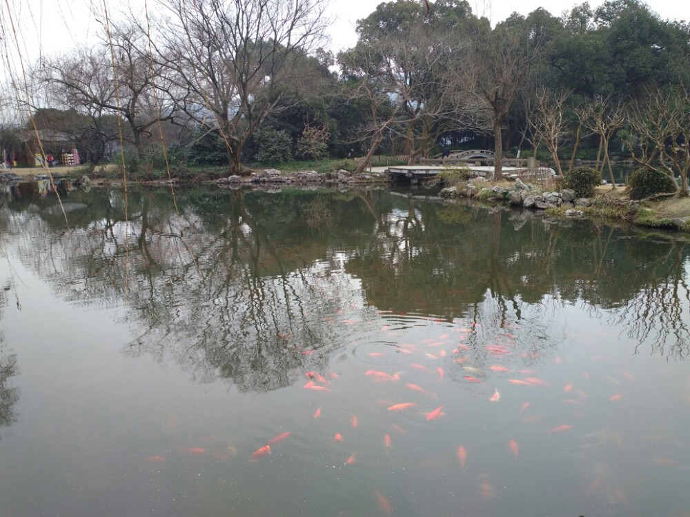 花港观鱼，西湖。