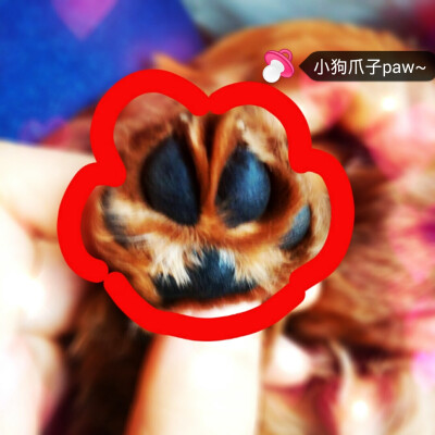 甜甜的狗爪子paw~_~萌