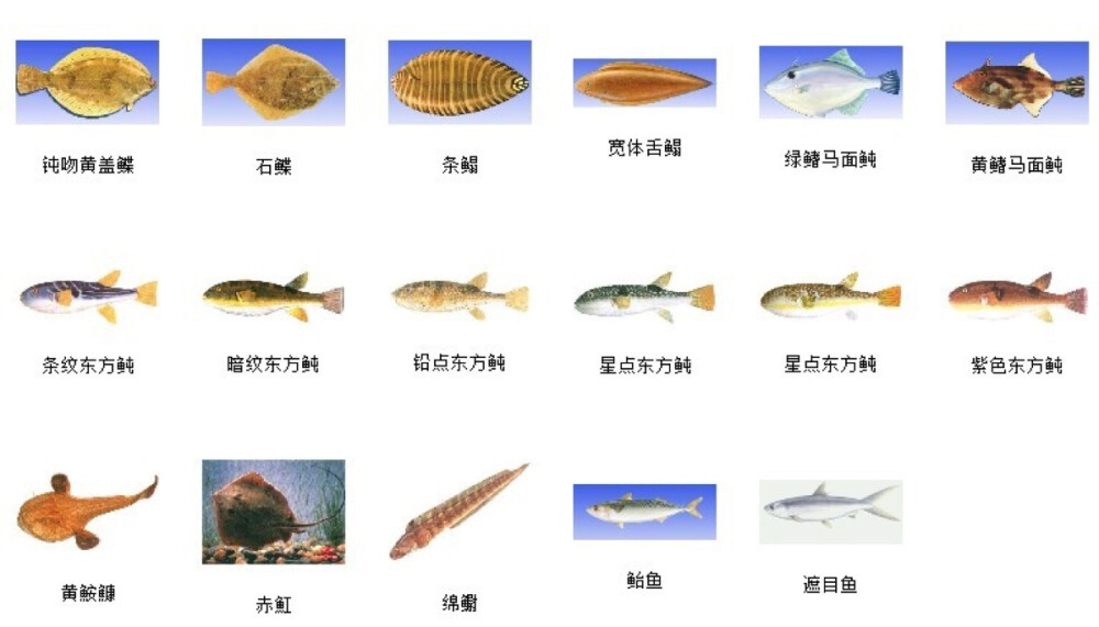 海魚種類