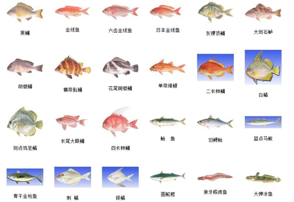 海魚種類