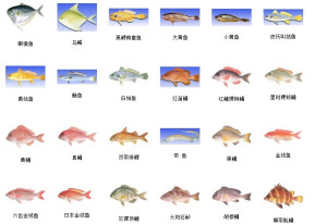海魚種類