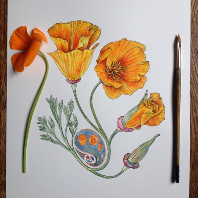 插画家Noel Badges Pugh在Tumblr上的素描作品，包括了不同类型的花的描绘，逼真、细致。