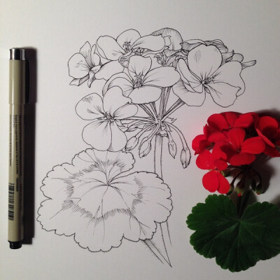 插画家Noel Badges Pugh在Tumblr上的素描作品，包括了不同类型的花的描绘，逼真、细致。