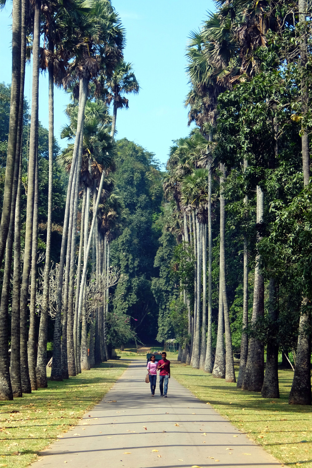 Peradeniya | 植物园