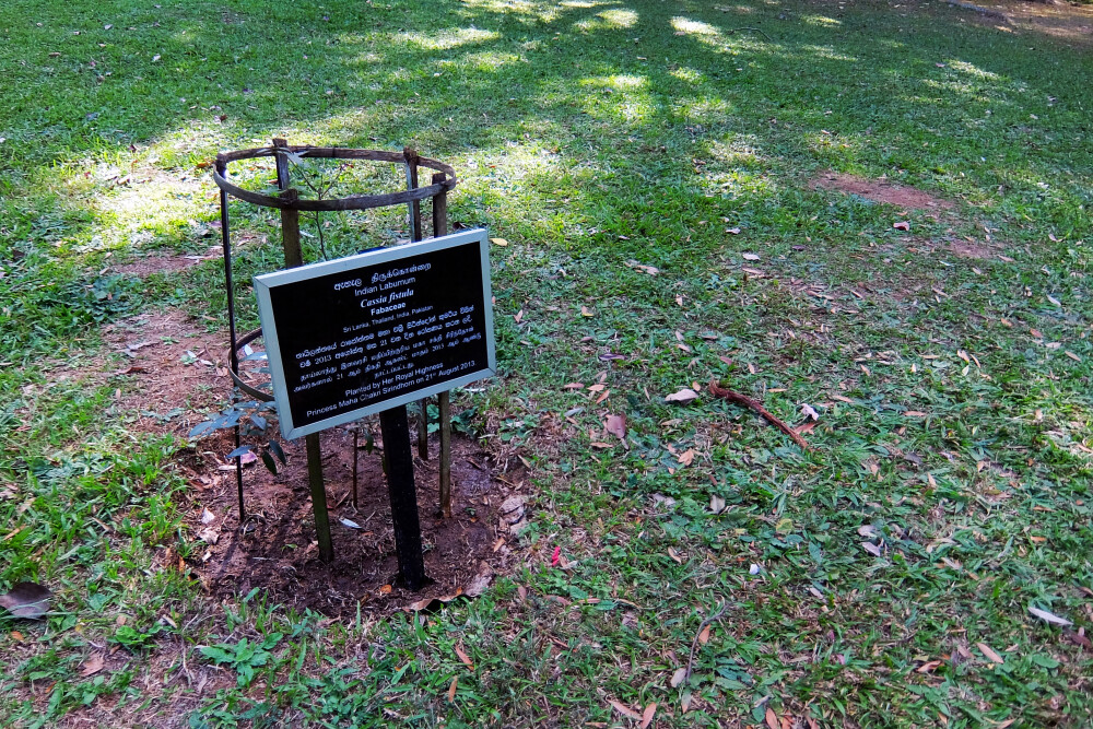 Peradeniya | 植物园中心圈旁边有一排Memorial Trees--记忆之树，记录着在这里栽种和认领树木的人信息，当然都是一些重要的人物。。。图中的一棵小树是比较年轻的入住者，为了防止被损害，在周围围起了一圈护栏。（心