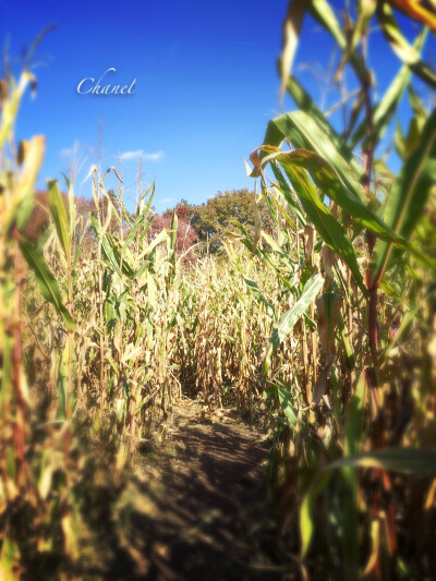 玉米地·阳光·天空