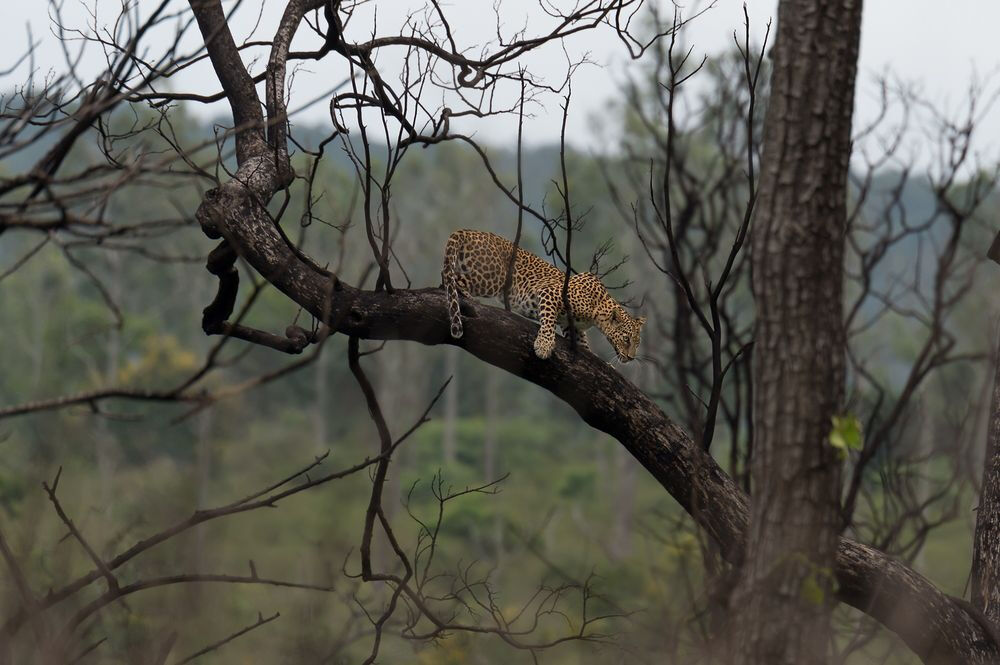 季節風喚醒了叢林中的生機。雌豹趴在樹上走來走去，提供了拍照的絕佳機會。（攝影：Shyam Sundar 印度）转自：国家地理！