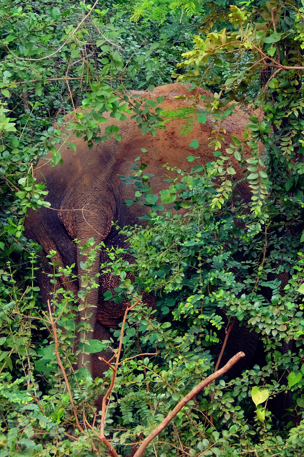 Yala | dangerous elephant。司机说这个是dangerous aliya所不能靠太近，于是等它进树丛吃草的时候，默默路过。。