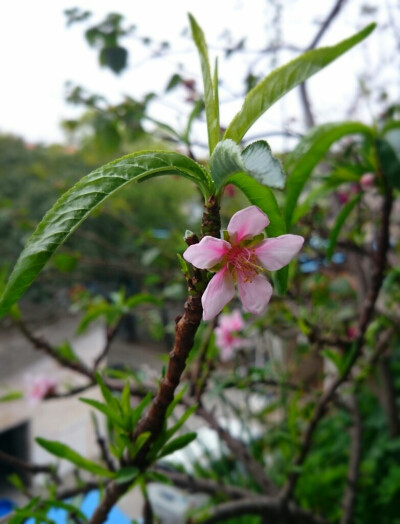 阳台的桃花