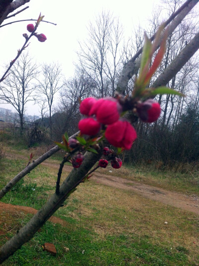 山寺桃花始盛开