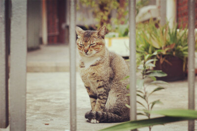 鼓浪屿的猫