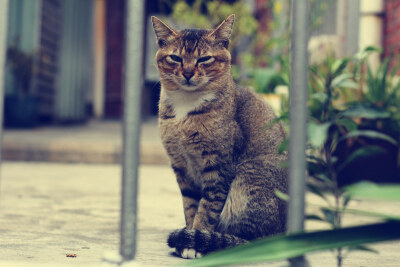 鼓浪屿的猫