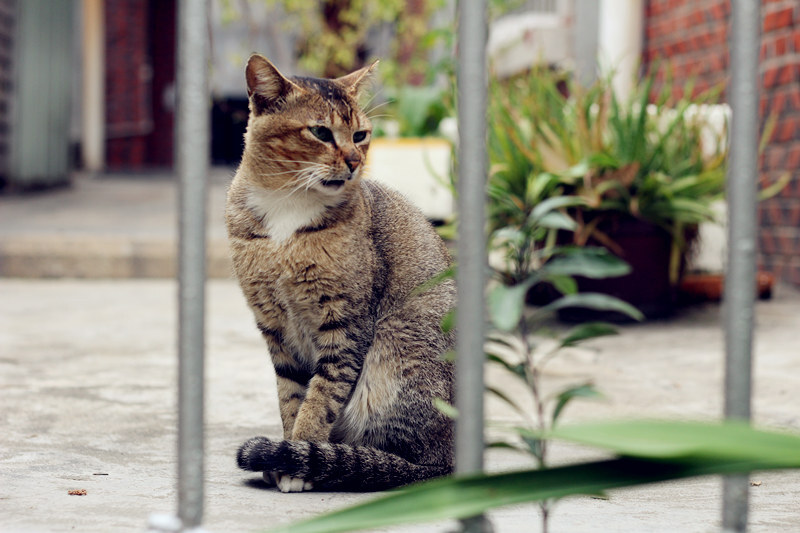 鼓浪屿的猫