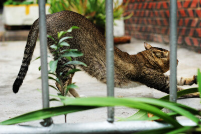 鼓浪屿的猫