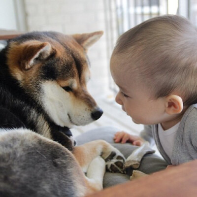 【大菇凉】【世界的软肋】柴犬 狗狗 宝宝 混血 萌宠 宠物 萌 呆软