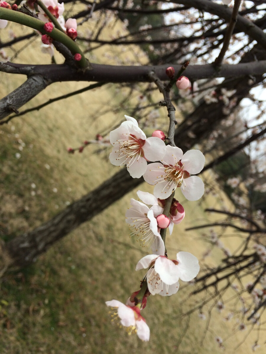 梅花报春