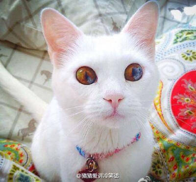 眼睛迷人的猫猫