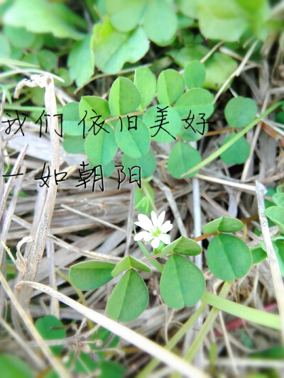 青草