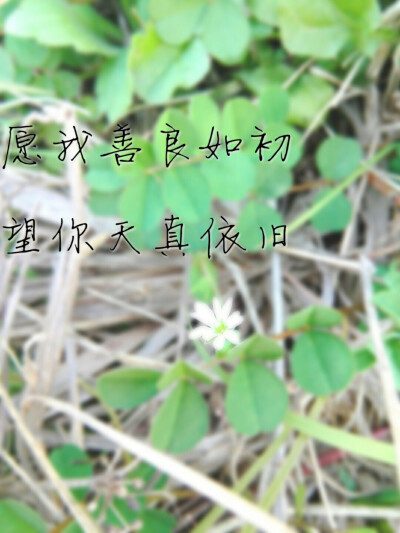 青草