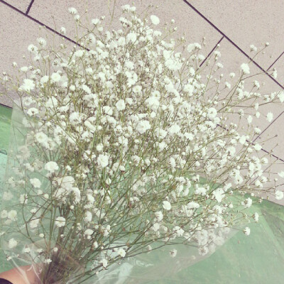 最喜歡簡簡單單又漂亮極了的滿天星☆*罒▽罒*