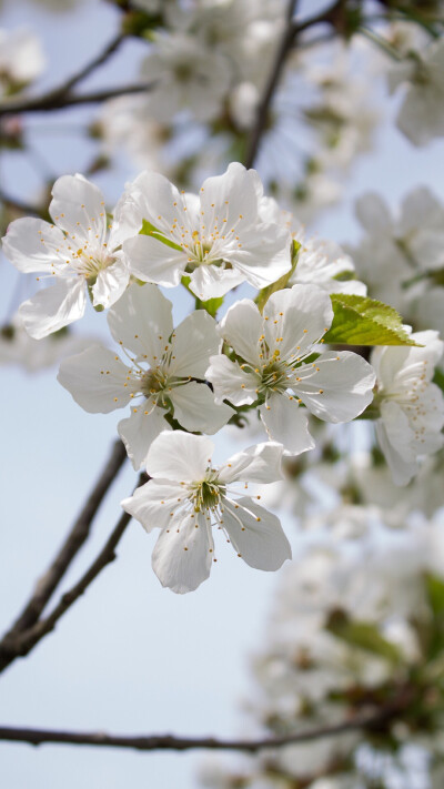 苹果6高清壁纸，iPhone 6 plus高清壁纸，白色，花