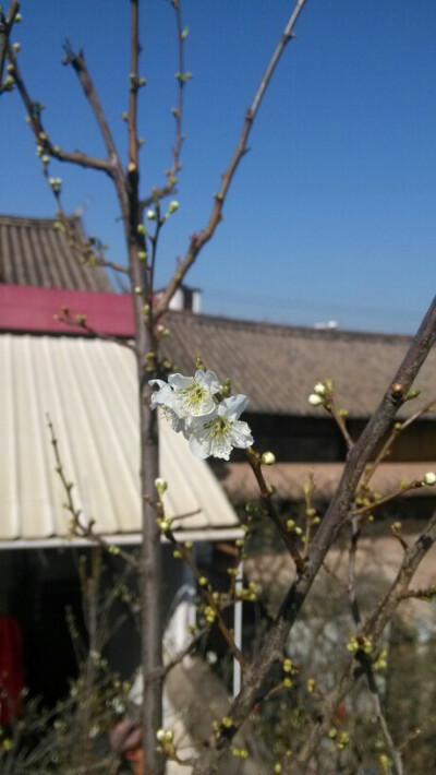 今年李子花!