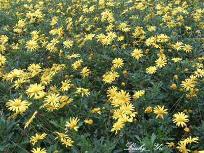 木茼蒿(木菊) Argyranthemum frutescens 菊科 多年生草本或半灌木，高达1米。茎直立，多分枝。叶卵形或矩圆形。头状花序多数，异形，在茎枝顶端排成不规则疏散的伞房状；舌状花白色。瘦果有1条极凸起的翅肋及4-7条不…