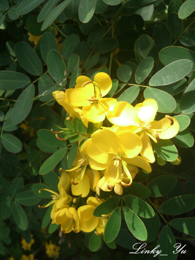 黄槐(粉叶决明) Cassia surattensis 豆科 小乔木，高5-7米。双数羽状复叶。总状花序生于枝条上部的叶腋，子房有毛。荚果条形，种子间微缢缩，先端有喙。全年开花结果。 我国东南部极常栽培；印度，锡兰，印度尼西亚…