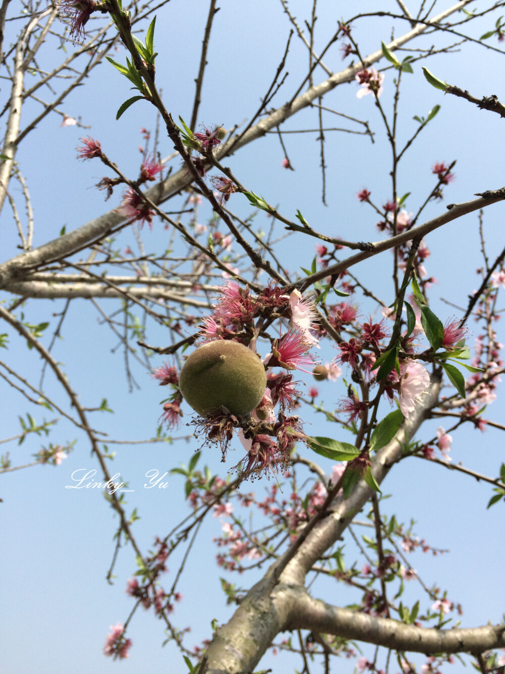 桃(毛桃、白桃) Prunus persica 蔷薇科 落叶小乔木，高4-8米。叶卵状披针形或矩圆状披针形。花单生，先叶开放，近无柄，花瓣粉红色，倒卵形或矩圆状卵形；雄蕊多数，离生，短于花瓣。核果卵球形，直径5-7厘米，果肉多汁。 分布在河北、陕西、甘肃、江西、江苏、浙江、安徽、云南、四川、贵州。为常见栽培的果树。果除食用外，桃仁为活血行瘀药，花能利尿泻下。