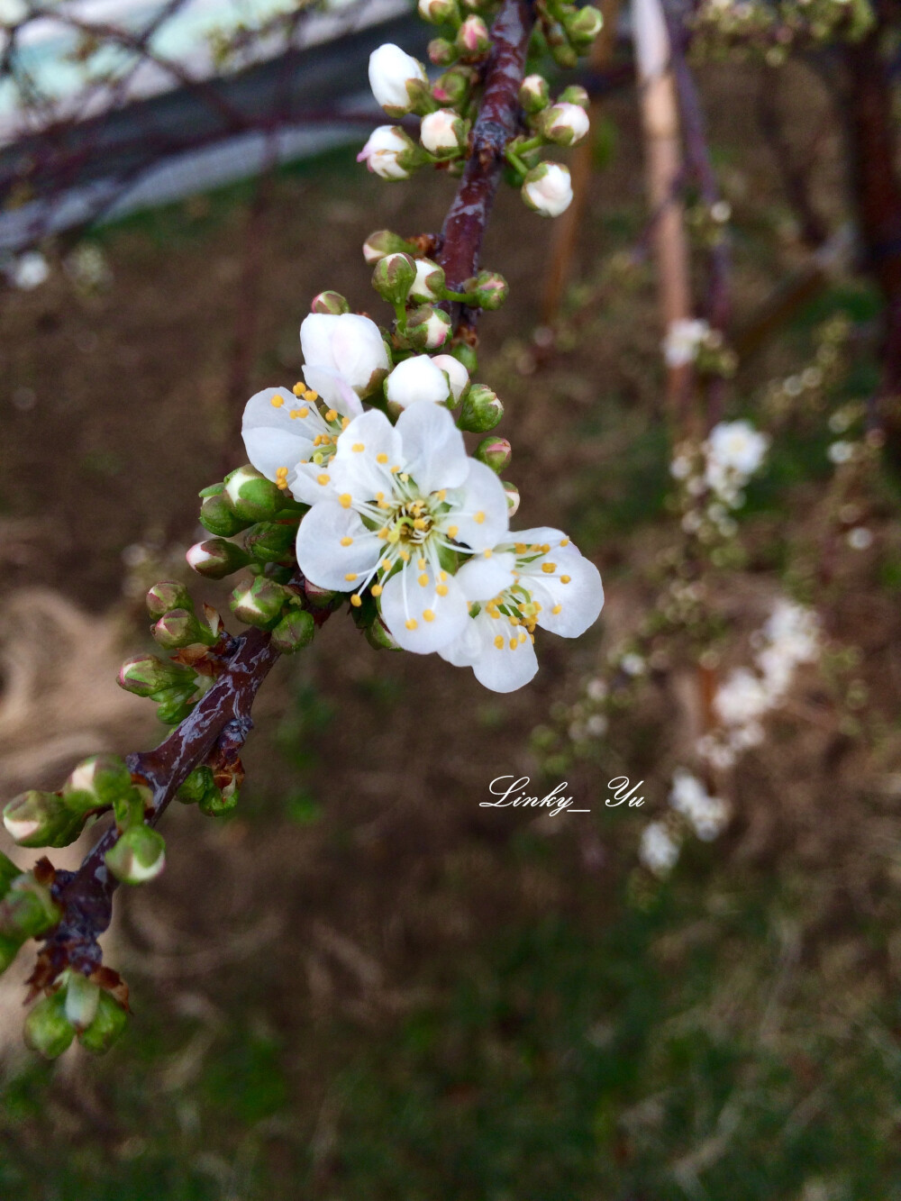 李Prunus salicina 蔷薇科 乔木，高达12米。叶矩圆状倒卵形或椭圆状倒卵形。花先叶放，直径1.5-2厘米，通常3朵簇生；花瓣白色。核果卵球形，绿色、黄色或浅红色，有光泽，外有蜡粉；核有皱纹。 除台湾、福建、新疆、西藏、内蒙古外，广布其他省区。果供食用；核仁含油45％左右，入药，有活血祛痰、润肠利水之效；根、叶、花、树胶均可药用。