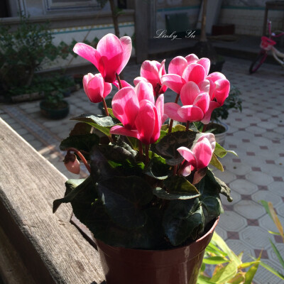 仙客来（Cyclamen persicum Mill.），别名萝卜海棠、兔耳花、兔子花、一品冠、篝火花、翻瓣莲，是报春花科、仙客来属多年生草本植物，叶片由块茎顶部生出，心形、卵形或肾形，叶片有细锯齿，叶面绿色，具有白色或灰…