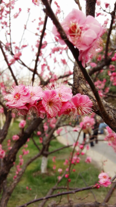 南京的梅花♧，很美