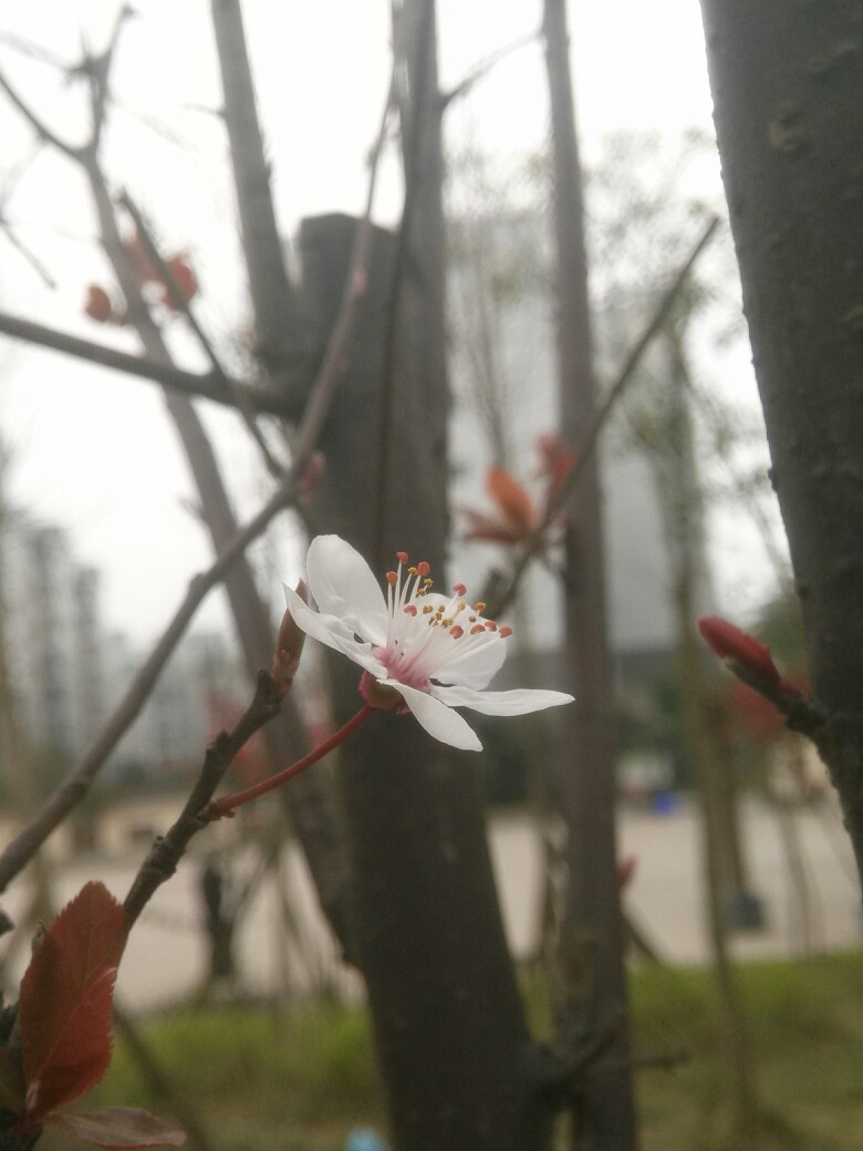 李花