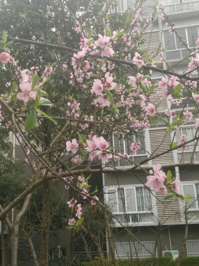 桃花？樱花？