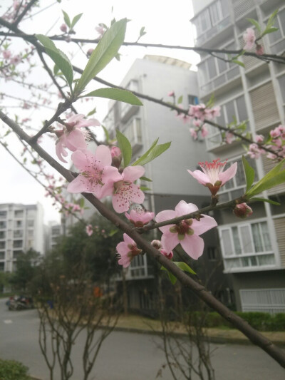 桃花？樱花？