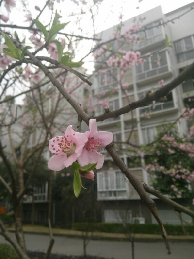 桃花？樱花？