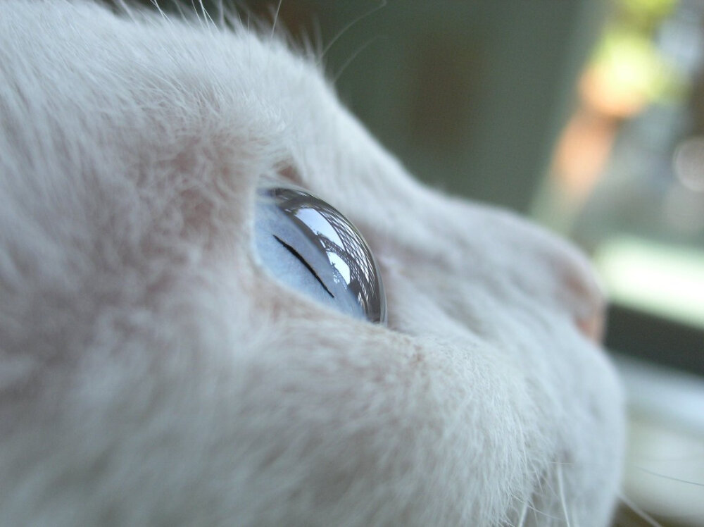 【大菇凉】【此起在盛夏之内 彼伏于光年之外】【你的眼眸 美如晴空】喵星人 猫 cat 眼睛 星空 深邃 干净 清澈 萌宠 宠物 可爱