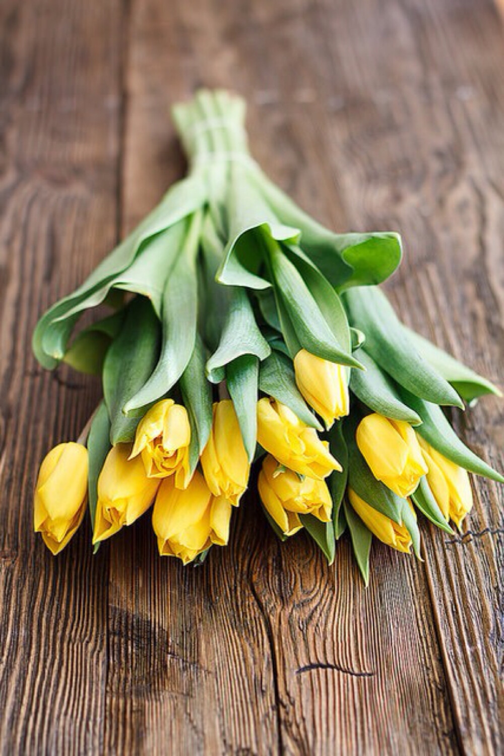 鲜花装饰我的梦！