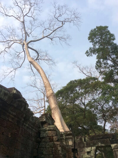 柬埔寨吴哥窟，旅行，摄影，光影，树木，仰头，古老岁月。 很喜欢拍这个角度的树呢σ^_^; by:Yuna