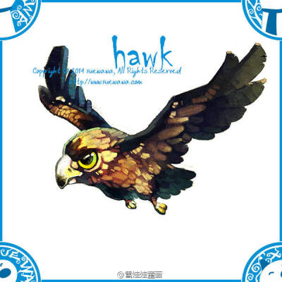 hawk