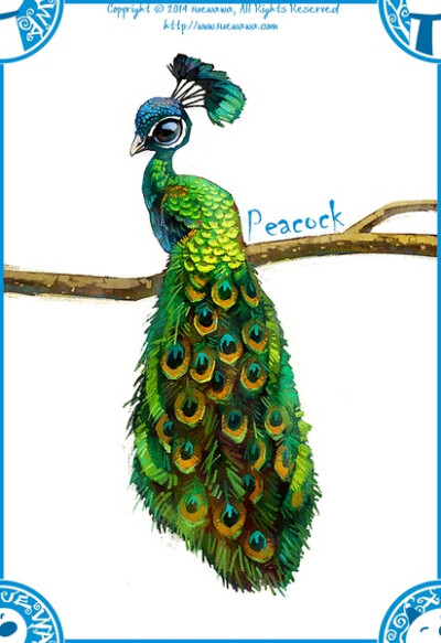 peacock